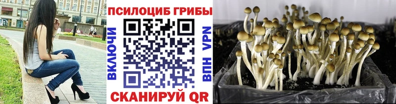 Галлюциногенные грибы Psilocybe  Рыбинск 